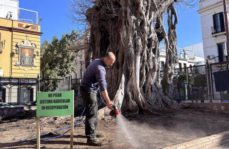 Sevilla: La lucha por conservar el arbolado urbano